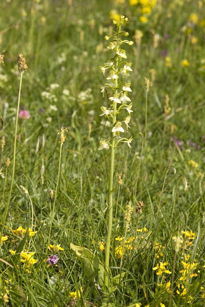 Platanthera clorantha